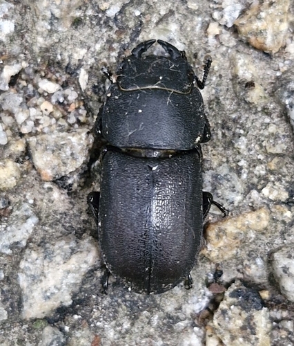 Lesser Stag Beetle