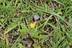 Hypericum japonicum, photograph (c) 胡正恆(Jackson Hu), some rights reserved (CC BY)