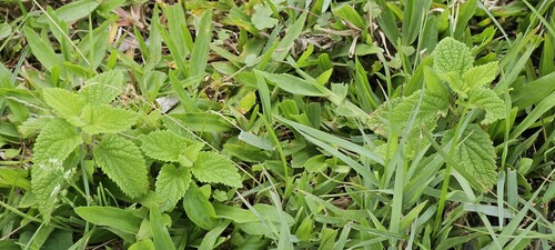 Teucrium viscidum, photograph 3