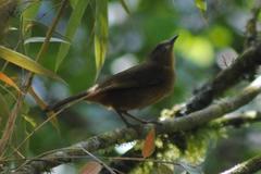 Cinnycerthia olivascens