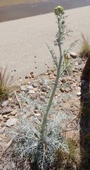 Hymenopappus flavescens