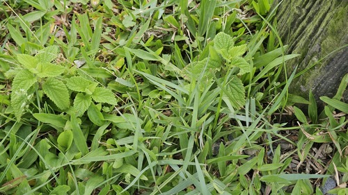 Teucrium viscidum, photograph 4