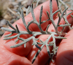 Hymenopappus flavescens
