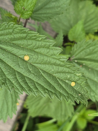 Nettle Clustercup Rust fungus