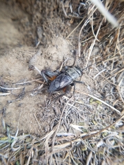 Gryllus saxatilis