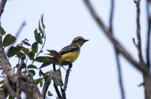 Yellow-browed Tyrant