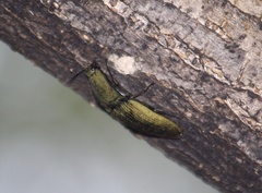 Chalcolepidius virens