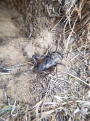 Gryllus saxatilis
