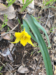 Calochortus monophyllus
