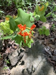 Lonicera flava