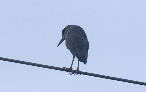 Black-crowned Night Heron