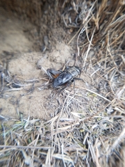Gryllus saxatilis