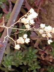Gypsophila paniculata