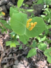 Lonicera flava