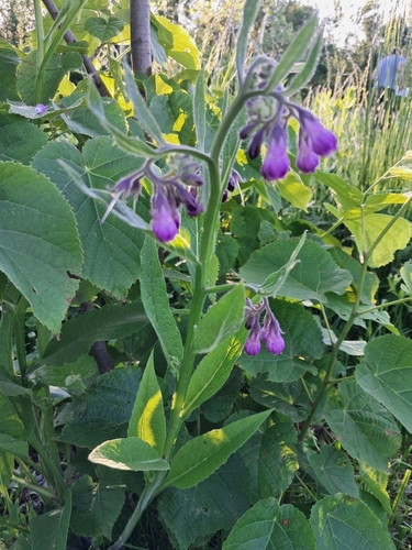 common comfrey