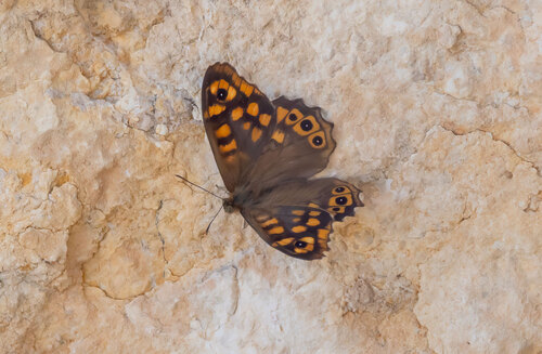 Speckled Wood