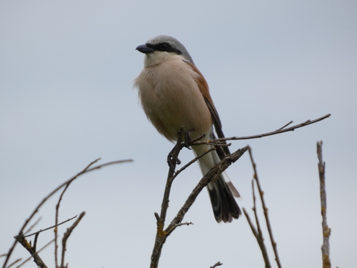 Red-backed Shrike