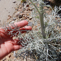 Hymenopappus flavescens