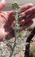 Hymenopappus flavescens