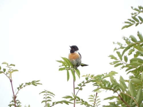 European Stonechat