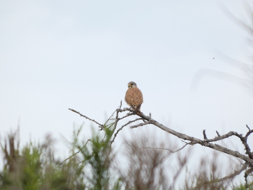 Eurasian Kestrel