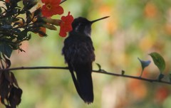 Lampornis viridipallens