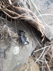 Gryllus saxatilis