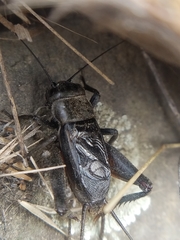 Gryllus saxatilis