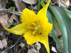 Calochortus monophyllus