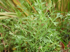 Anisotome patula