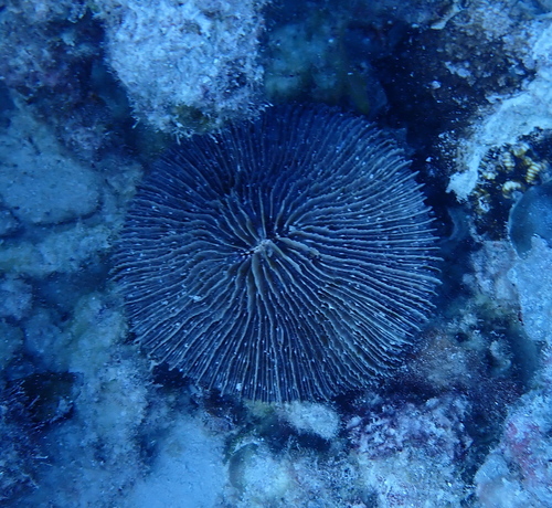 Danafungia horrida observed 2026-06-04