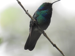 Colibri thalassinus