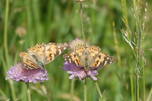 Painted Lady