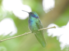 Colibri thalassinus