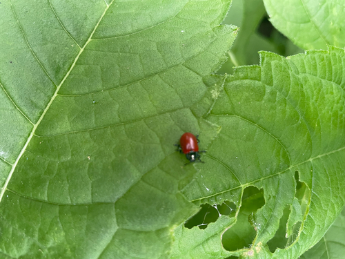 Poplar Leaf Beetle