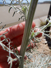 Hymenopappus flavescens