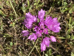 Allium serra