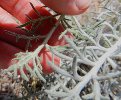 Hymenopappus flavescens