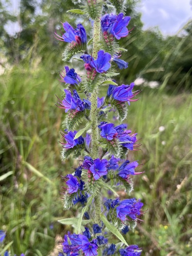 Viper's bugloss