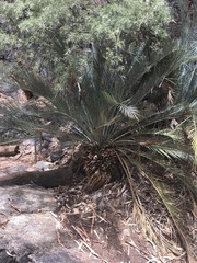 Macrozamia macdonnellii