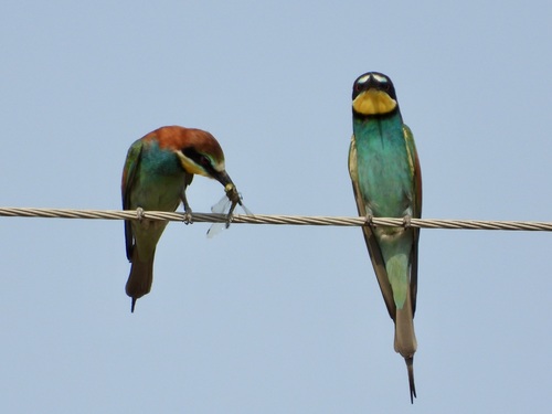 European Bee-eater