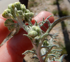 Hymenopappus flavescens