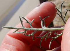 Hymenopappus flavescens