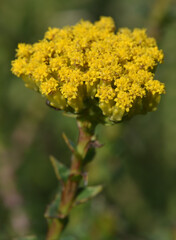 Athanasia dentata, photograph (c) Andrew Gillespie, some rights reserved (CC BY)