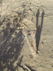 Pterocactus tuberosus