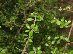 Coprosma wallii