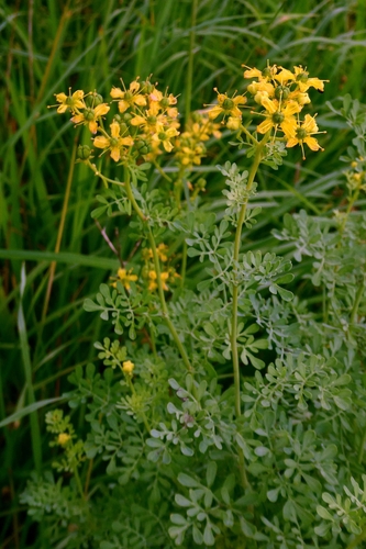 Ruta graveolens
