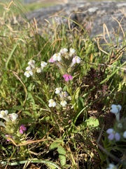 Triphysaria versicolor