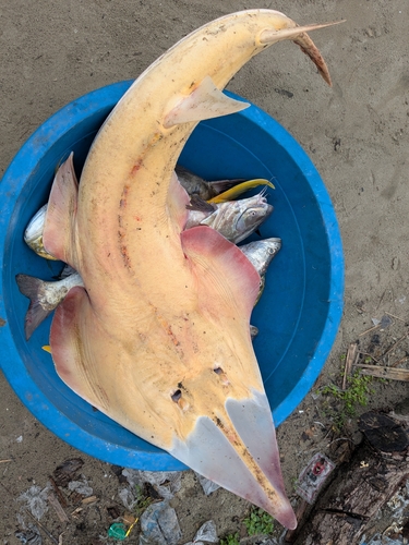 Blackchin Guitarfish
