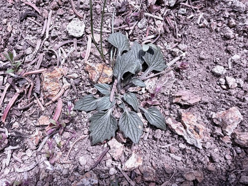 Viola purpurea, photograph 5